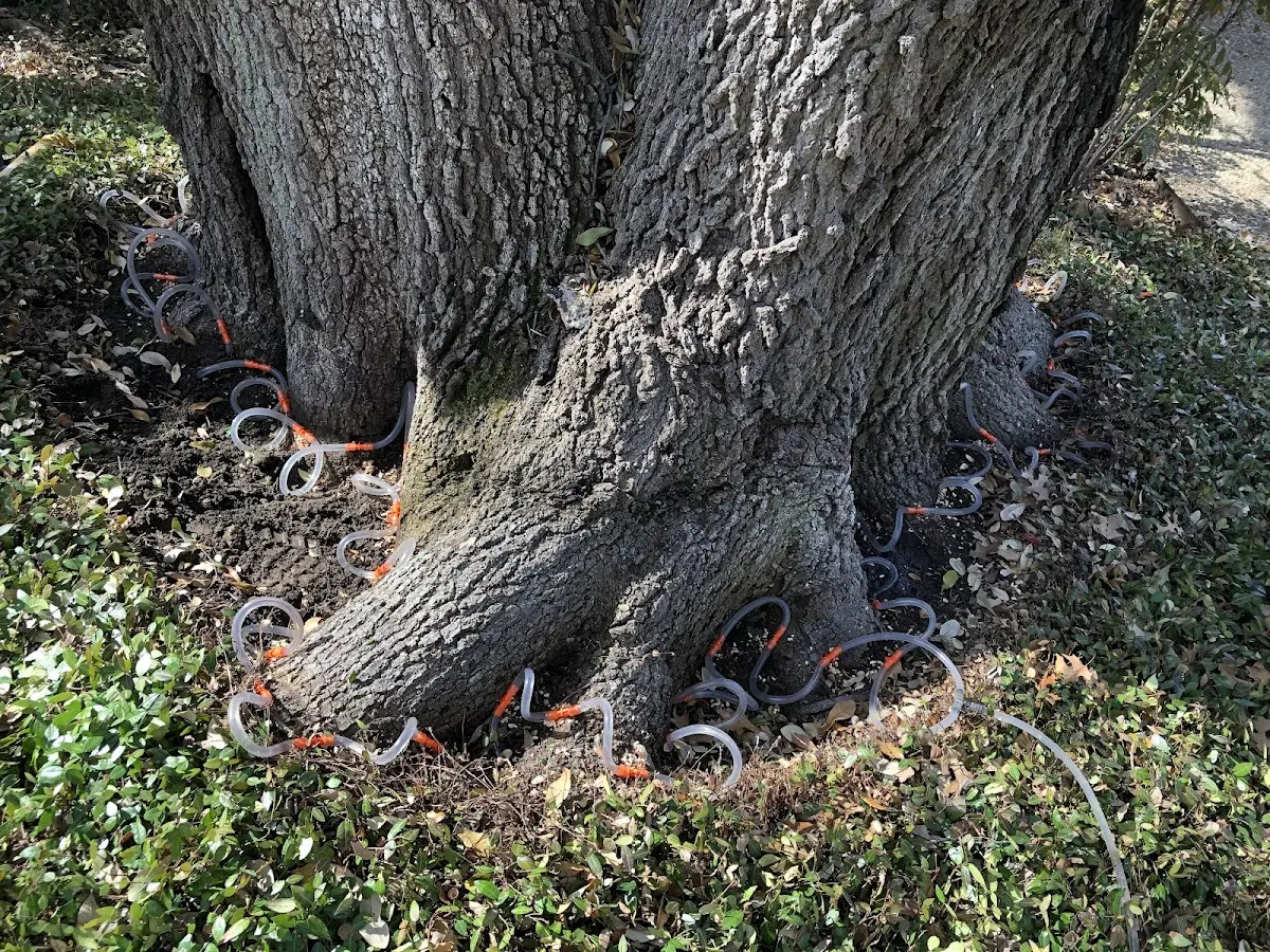 Detailed Tree Cabling and Bracing job site in Kernville